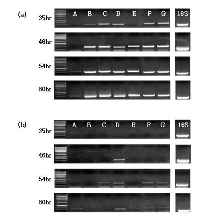 배양시간에 따른 (a)S.chromofuscus A7847과 (b)herA 과발현 균주의 DNA 전사 수준 분석