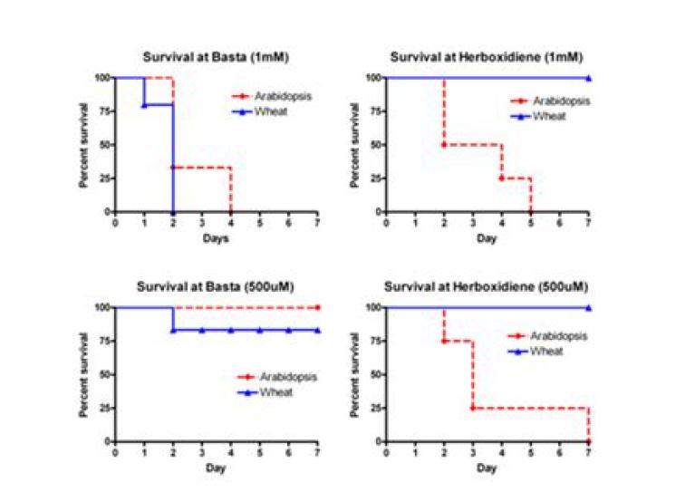 미생물 천연제초제 허복시디엔에 대한 애기장대(Arabidopsis thaliana)와 밀(wheat)의 survival test.