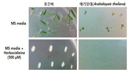 미생물 천연제초제 허복시디엔의 종자발아 억제 시험.