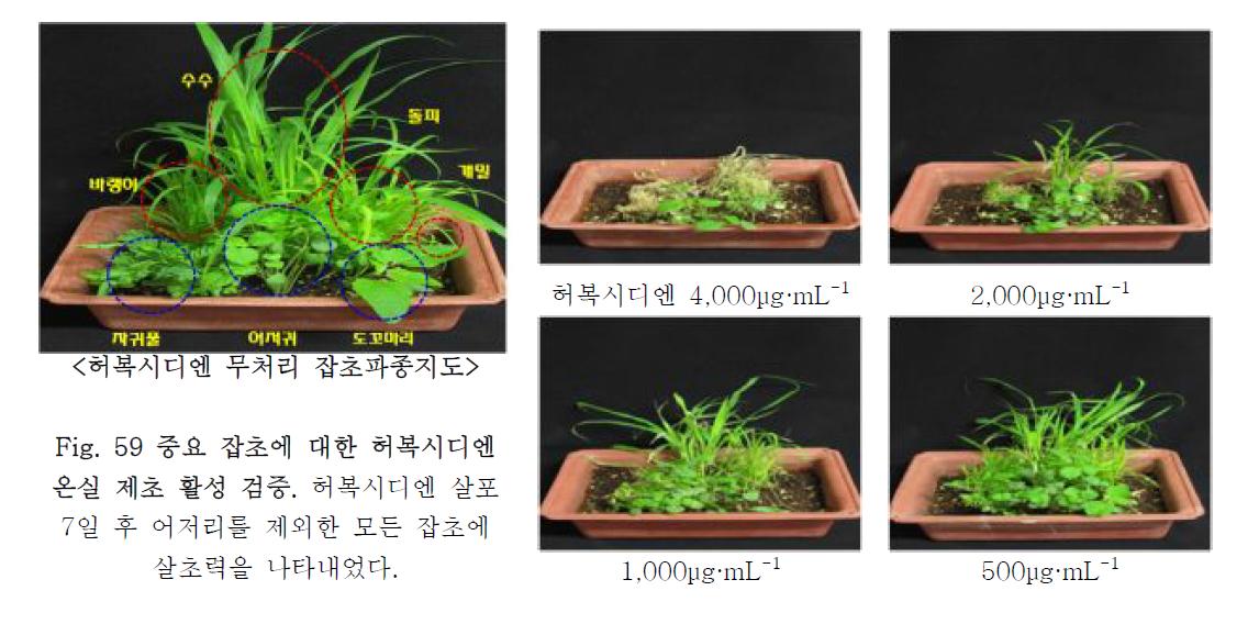 중요 잡초에 대한 허복시디엔 온실 제초 활성 검증.