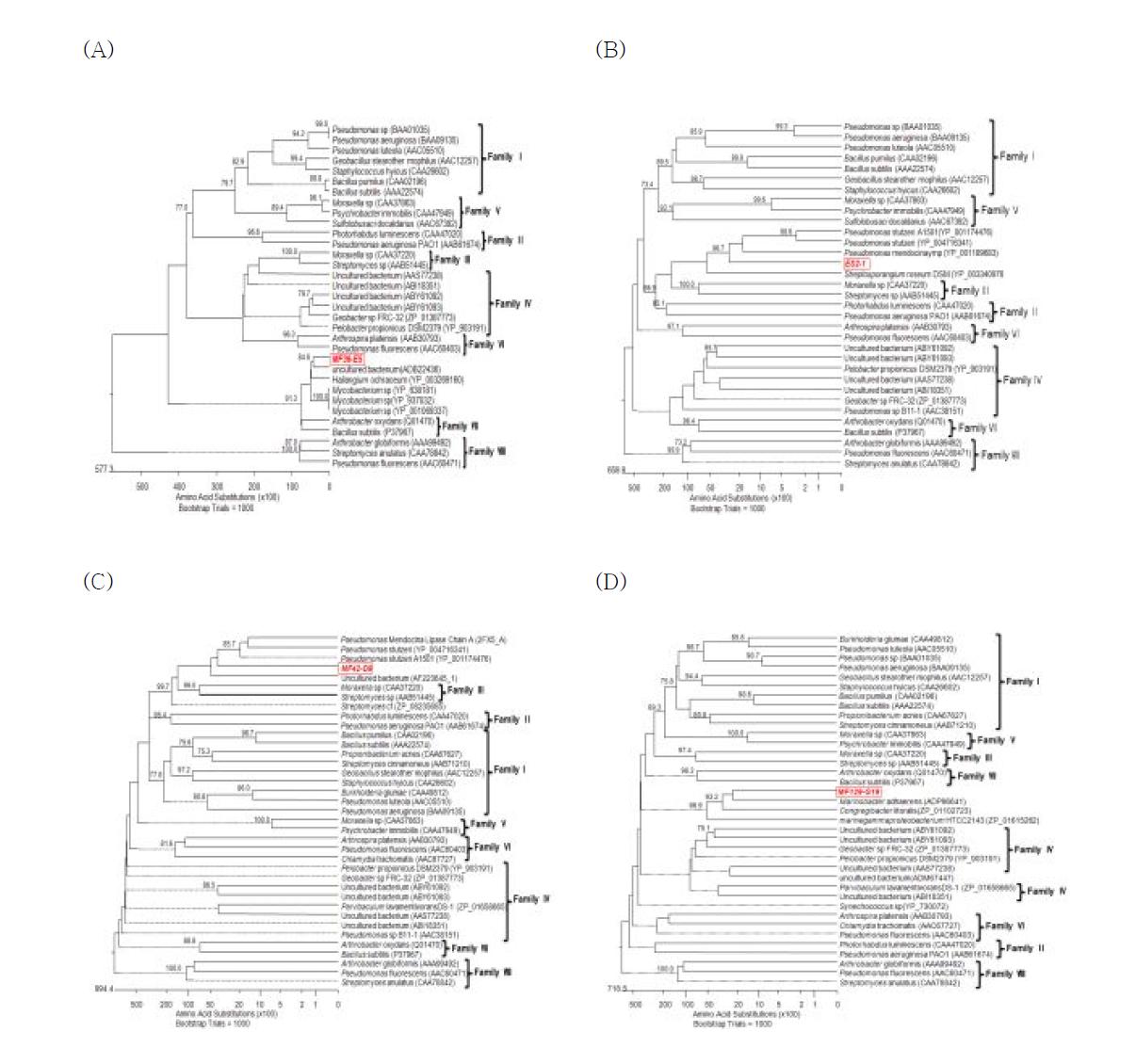 독도 심해토 메타게놈에서 유래한 신규 4종 esterase들의 phylogenetic tree.