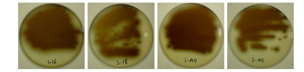 Isolation oflactic acid bacteria having β-glucosidase activity atEsculin agar.
