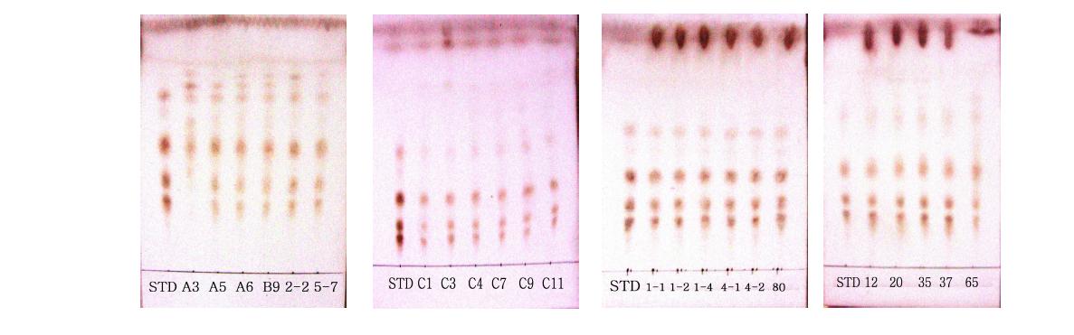 분리 선발된 유산균 중 Standardsaponin이 함유된 MRSbroth배지(pH 7.0)로30℃에서 7일간 배양 후 배양액의 TLC