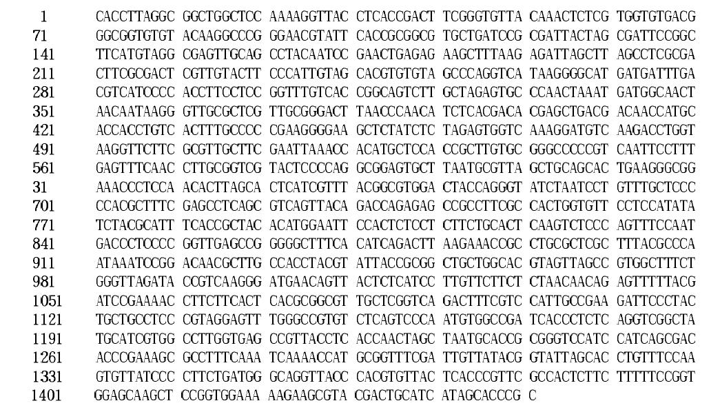 16S rDNA sequence (1,451bp) of isolated lactic acid bacteria S-16.