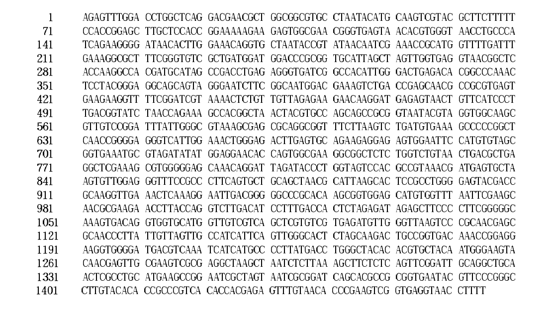 16S rDNA sequence (1,465bp) of isolated lactic acid bacteria S-18.