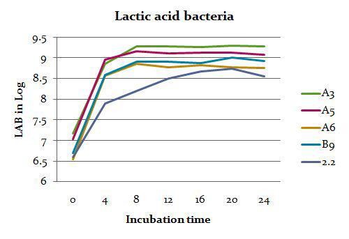 Growthoflacticacidbacteria
