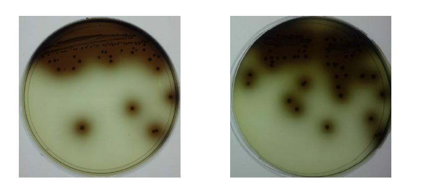 분리된 미생물을 Esculinagar에 배양하여 β-glucosidase활성을 측정
