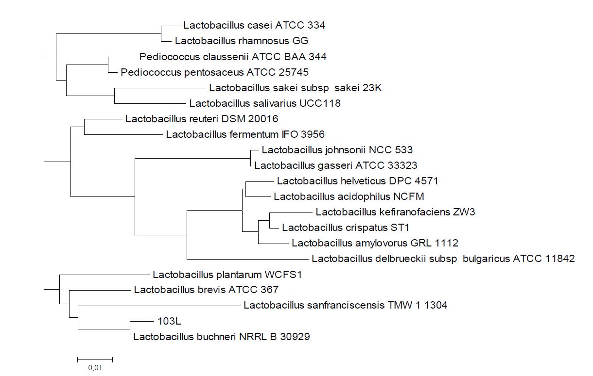 Phylogenetitrebased on 16S rDNA sequences showing theposition of strain 103L,showing the phylogenetic relationships among strain 103L and related bacteria.Scalelengthis0.0