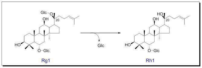 발효에 의한 GinsenosideRg1에서 ginsenosideRh1으로의화학적 구조변화 과정