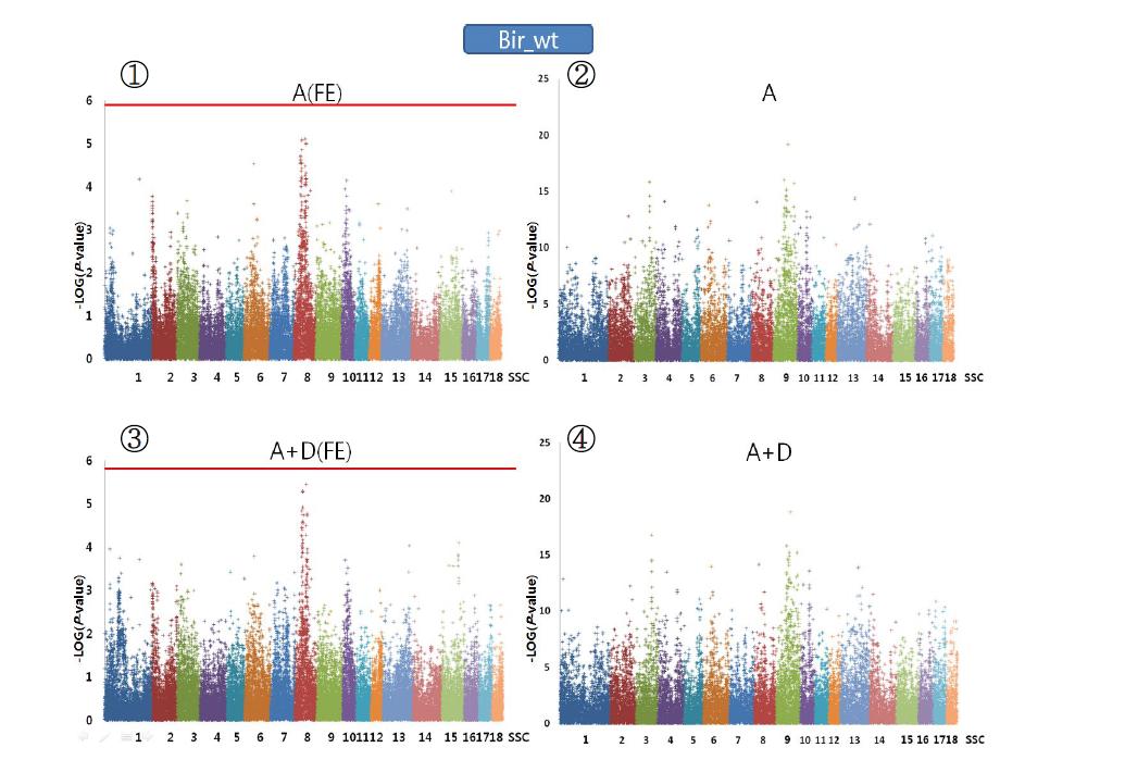 Plink (②,④)와 QxPak (①,③)를 이용한 생시체중에 대한 Genome wideassociation분석 결과