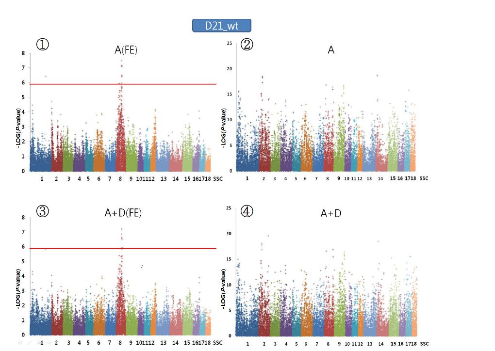 Plink (②,④)와 QxPak (①,③)를 이용한 21일령 체중에 대한 Genome wideassociation분석 결과