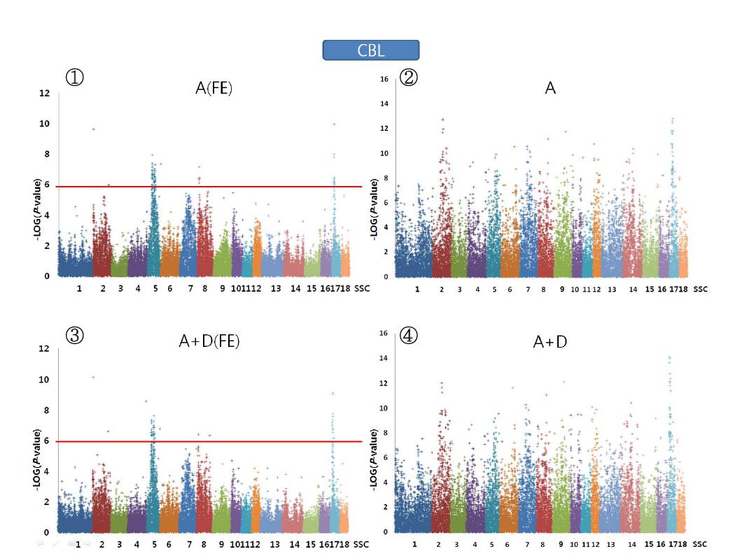 Plink(②,④)와 QxPak(①,③)를 이용한 도체장에 대한 Genomewideassociation분석 결과