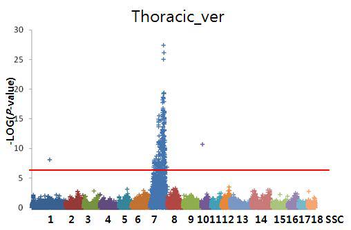 Plinkprogram의 GRAMMAR를 이용한 흉추의 GWAS결과.