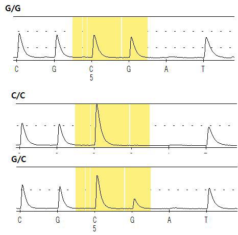 ANO2의 exon1SNP유전자형을 확인하기 위한 pyrosequencing결과.