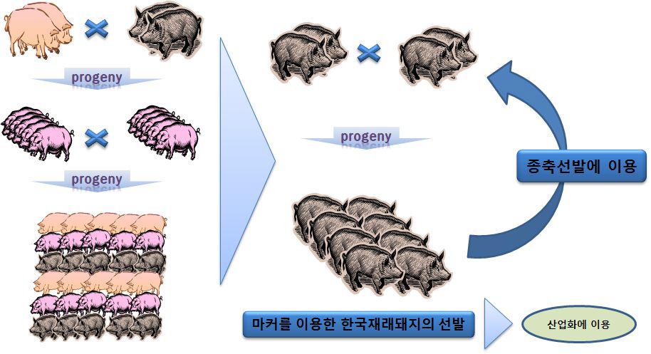 SNP마커를 활용한 한국재래돼지 선발에 대한 선발체계