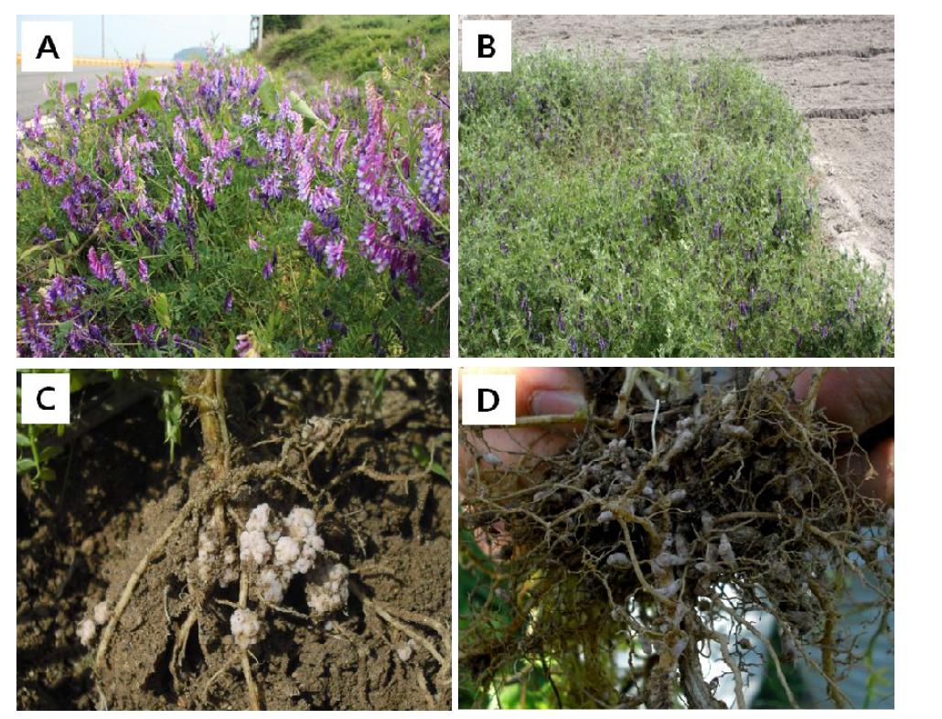 [보고서]호염성 질소고정균을 이용한 헤어리베치 생육촉진 및 이를 통한 간척지 녹비화 기술 개발