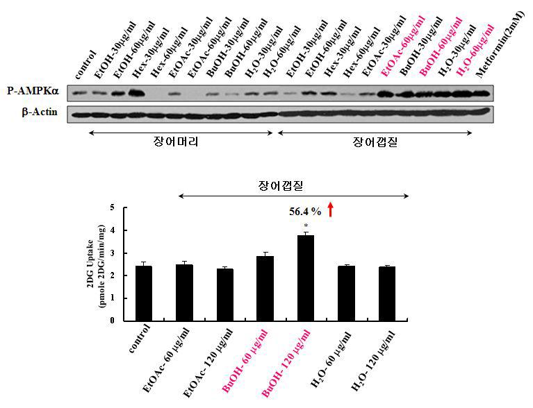 장어 머리 및 껍질 각 분획의 AMPK 활성화 및 포도당 흡수에 미치는 영향