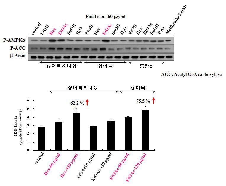 장어 뼈-내장 및 장어육 각 분획의 AMPK 및 ACC 인산화 및 포도당 흡수에 미치는 영향.