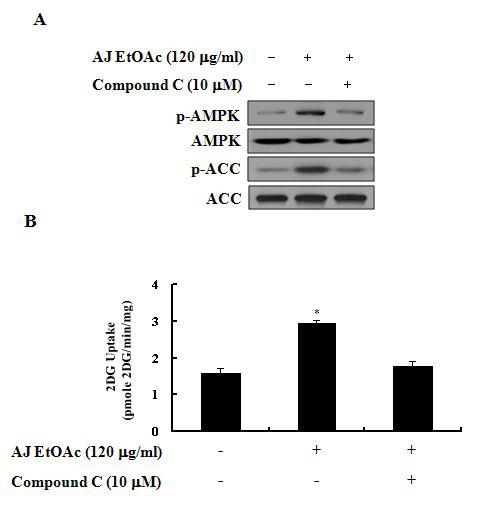 장어육 EtOAc 분획의 AMPK 및 ACC 인산화 및 포도당 흡수에 미치는 영향.