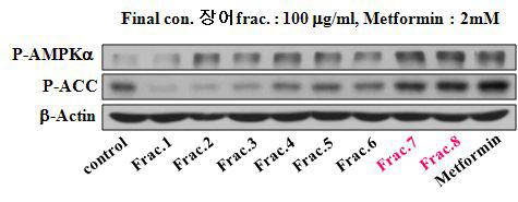 장어육 EtOAc분획 subfraction의 AMPK 활성화에 미치는 영향.