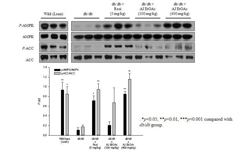 db/db mouse 장어육 EtOAc 분획 및 Rosiglitazone 투여후 근육에서 AMPK 및 ACC 활성에 미치는 영향 (M ± SE for 6 mice)