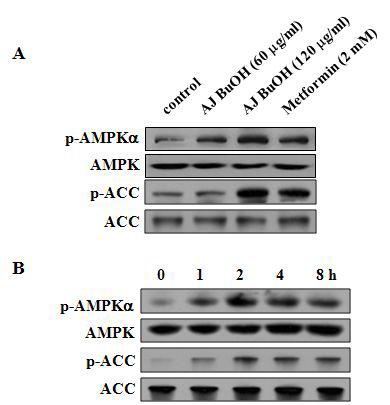 장어껍질 부탄올 분획 (AJ BuOH) 및 metformin이 AMPK 및 ACC 인산화에 미치는 영향