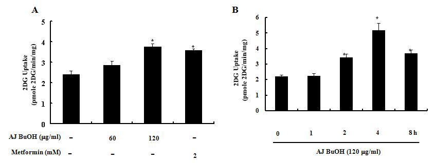 장어껍질 부탄올 분획 (AJ BuOH) 및 metformin이 근육세포에서 당흡수력에 미치는 영향
