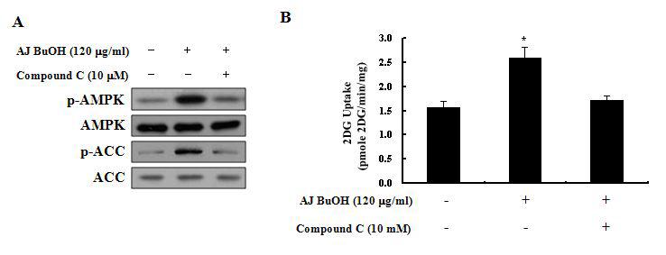 장어껍질 부타놀 분획 (AJ BuOH)이 AMPK 활성화 및 당흡수력에 미치는 영향