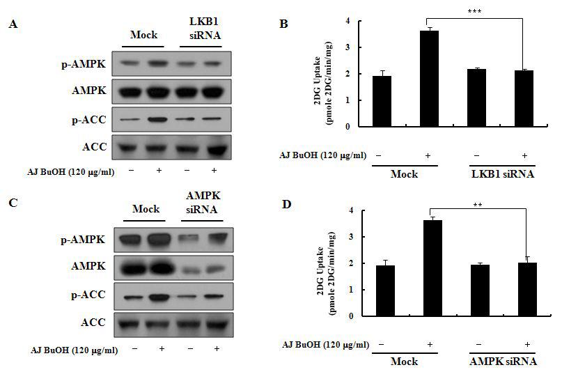 장어껍질 부탄올 분획 (AJ BuOH)의 LKB1-AMPK 경로에 미치는 영향