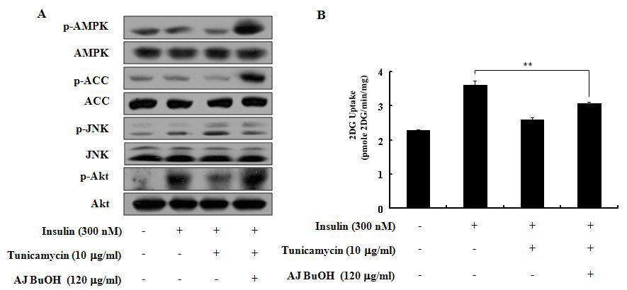 장어껍질 부타놀 분획 (AJ BuOH)이 인슈린 저항성에 미치는 영향
