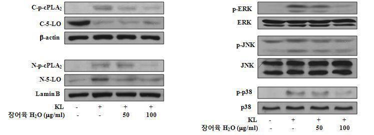 장어육 수층 분획이 cPLA2 및 5-LOX의 핵내 translocation에 미치는 영향 및 MAP kinase 인산화에 미치는 영향