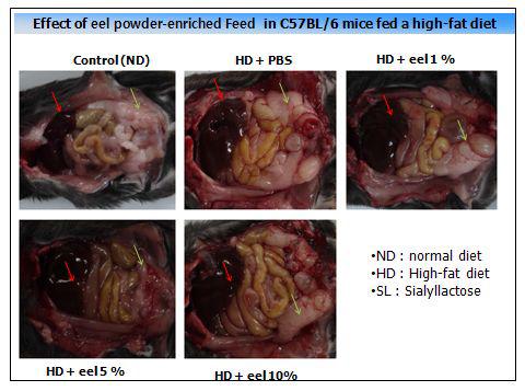 Effect of Japanese eel powder-enriched feed in C57BL/6 mice fed a high- cholesterol diet.