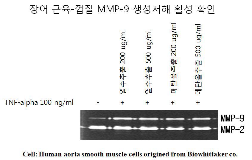 TNF-a로 사람혈관유래 평활근세포의 증식과 혈관협착지표인 기저막 분해효소 MMP-2/9 생성억제 활성.