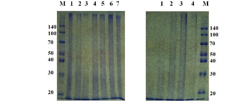 Characterization of mucoproteo glycan (MPG) from Japanese eel dermative tissue and intestinal tissues.