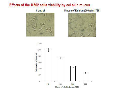 Apoptosis-inducing activity of mucoproteo glycan (MPG) against leukemic K562 cells. Leukemic cells treated the purified mucoproteo glycan (MPG) were subjected to the apoptosis depending on the MPG treatment.