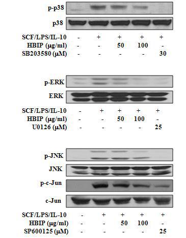 HBIP가 MAP kinase 인산화에 미치는 영향.