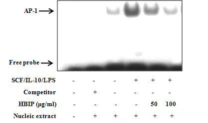 HBIP가 AP-1-DNA 결합에 미치는 영향.
