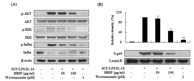 HBIP가 IκB 분해 및 NF-κB 핵내 translocation에 미치는 영향.