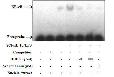 HBIP가 NF-κB-DNA 결합에 미치는 영향.