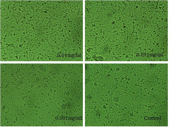 Morphological changes of CHSE-214 cells treated with saponin (0.01mg/ml to 0.001mg/ml)