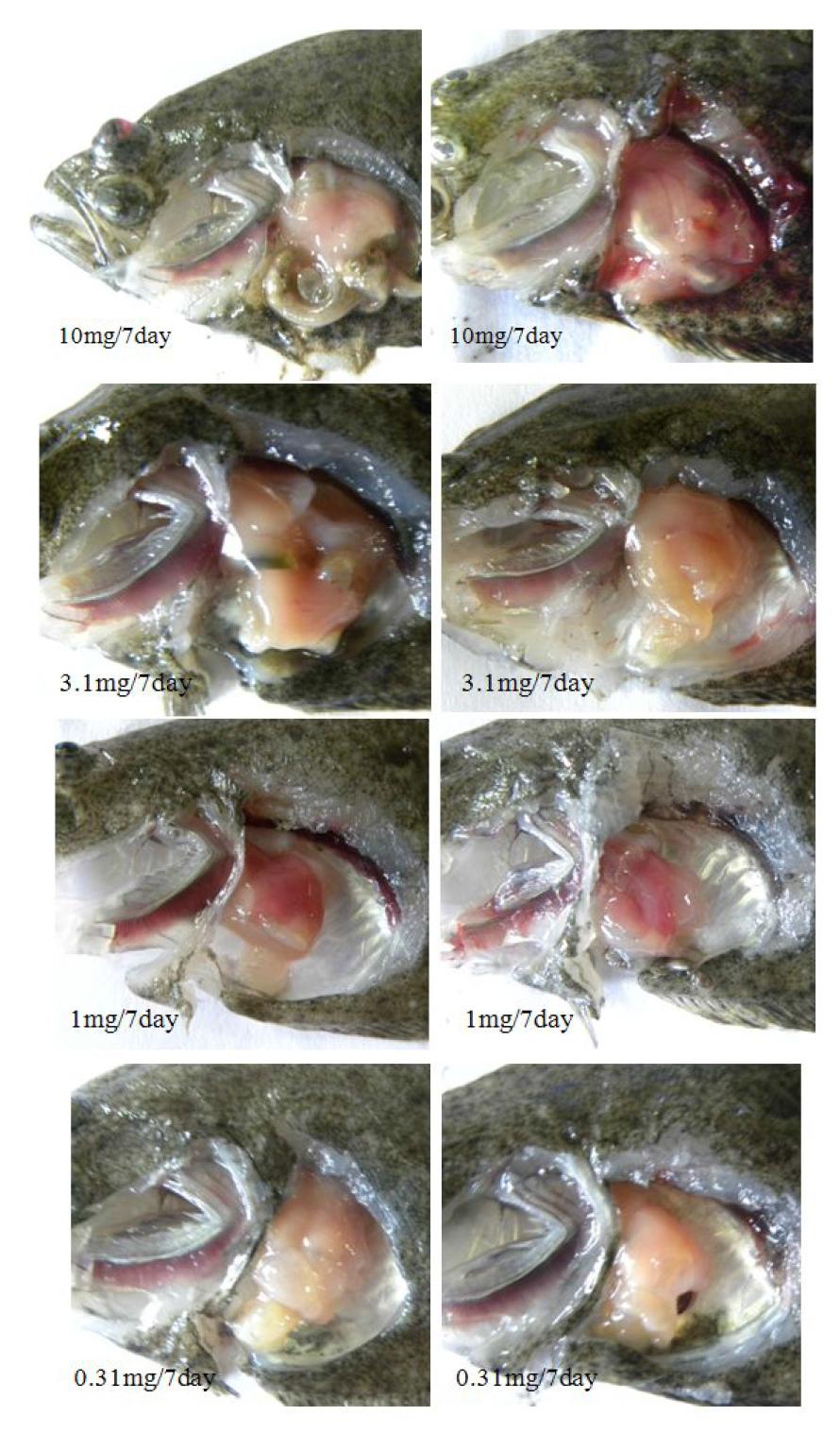 Clinical signs of different concentrations of saponin injected fish at 7 days after inoculation. Normal appearance at 0.31mg/ml and 0.1mg/ml injected fish.