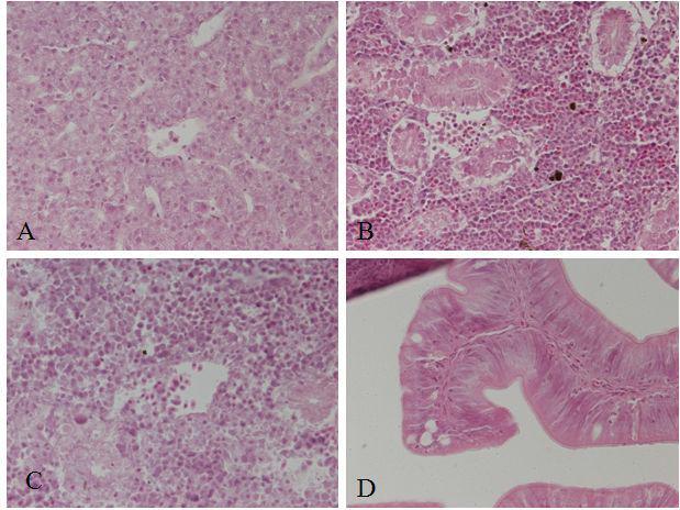 Histology of 7 days after injection with 3.1ml of saponin. Liver(A), kidney B,C) and intestine (D). Mild hemolysis in kidney hematopoietic tissue and inflammatory cells infiltration in blood vessel. Intestine is normal appearance.