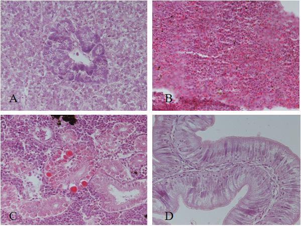 Histology of 7 days after injection with 1mg/ml of saponin. Liver (A), spleen (B), kidney (C) and intestine (D). Lipid accumulation in liver cells and mild inflammatory cells infiltration in blood vessel. Intestine is normal appearance.