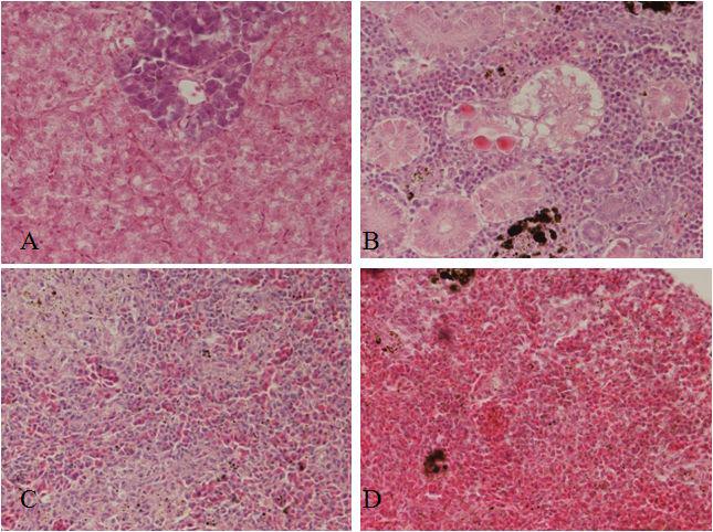 Histology of 15 days after injection with 1mg/ml of saponin. Liver(A), kidney (B) and spleen (C, D). Mild lipid deposition in liver parenchymal cells (A) kidney tubule(D). Spleen has increased white blood cell population(C) or normal appearance(D) depending individuals.