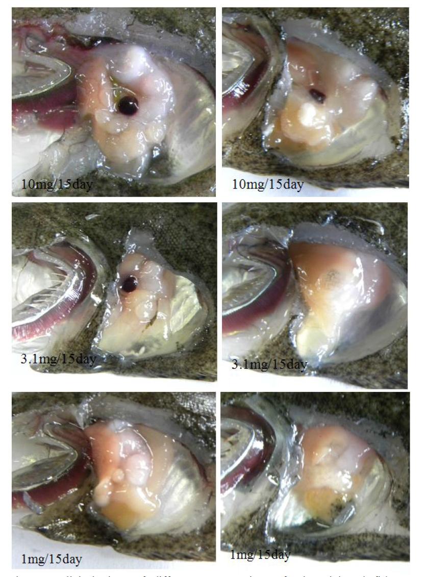 Clinical signs of different concentrations of Alum injected fish at 7 days after inoculation. Normal appearance at 3.1mg/ml and 1mg/ml injected fish.