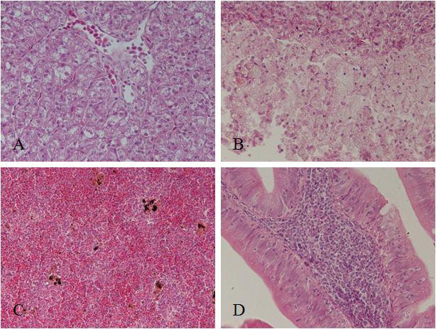 Histology of 15 days after injection with 100mg/1ml of Alum. Normal liver (A), inflammatory cell accumulation outer liver (B), normal spleen and severly dilated lamina propria due to severe inflammatory cell infiltration(D).