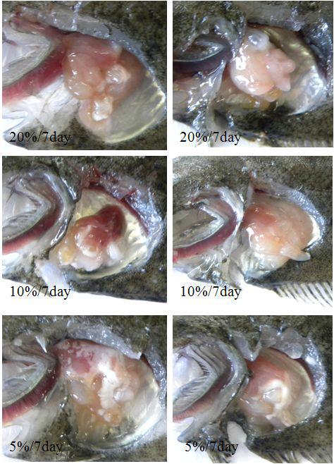 Clinical signs of different concentrations of squalene injected fish at 7 days after inoculation.