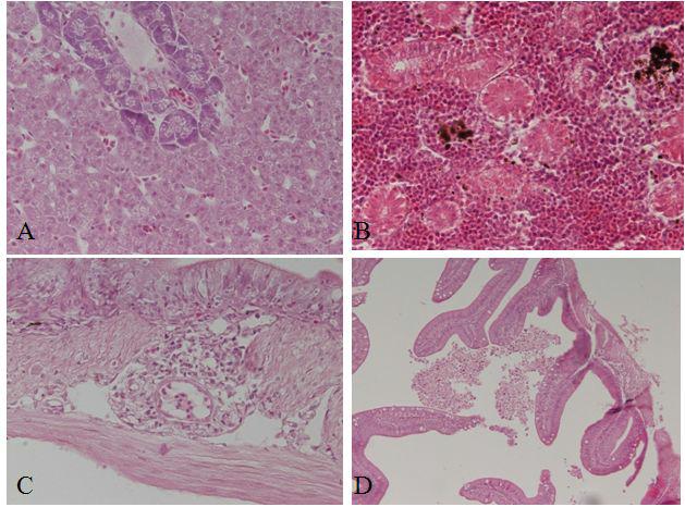 Histology of 7 days after injection with 20% of squalene. Normal liver (A), kidney(B), inflammatory cell accumulation around bood vesselin lamina propria (C) and inflammatory cell accumulation in intestinal lumen (D). Spleen was normal (E) but inflammation occur abbominal lumen near spleen (F) and intestine (G). High magnification of inflammatory cell accumulation in abdominal cavity (H).