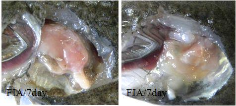 Clinical signs of FIA injected fish at 7 days after inoculation.