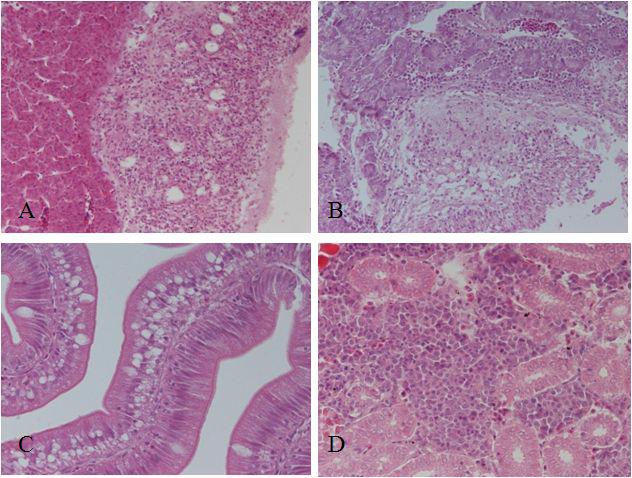 Histology of 15 days after injection with FIA showing severe inflammation outside of liver and pancreatic tissue accompanying fibrious infiltration (A) and lipid deposition in mucosal layer of intestine (C). Hematopoietic tissue is normal (D).